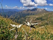 41 Leontopodium alpinum (Stelle alpine) su Cima Foppazzi versante nord con vista in Cima Menna